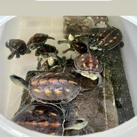 斑龜大小事 討論群