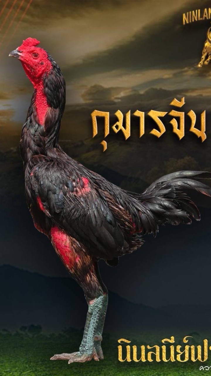ก.เจ้าพระยา888 🐔🐃🇹🇭(สิงห์เคลือบคลาย)