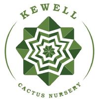 Kewell Cactus_TH