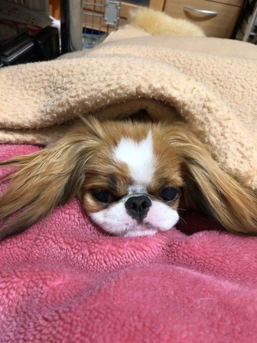 痛みを感じてる 犬が抱っこを嫌がるときに考えられる理由