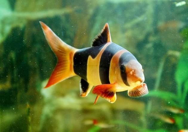 6 Jenis Ikan Hias Yang Populer Di Indonesia Populernya Ngalahin