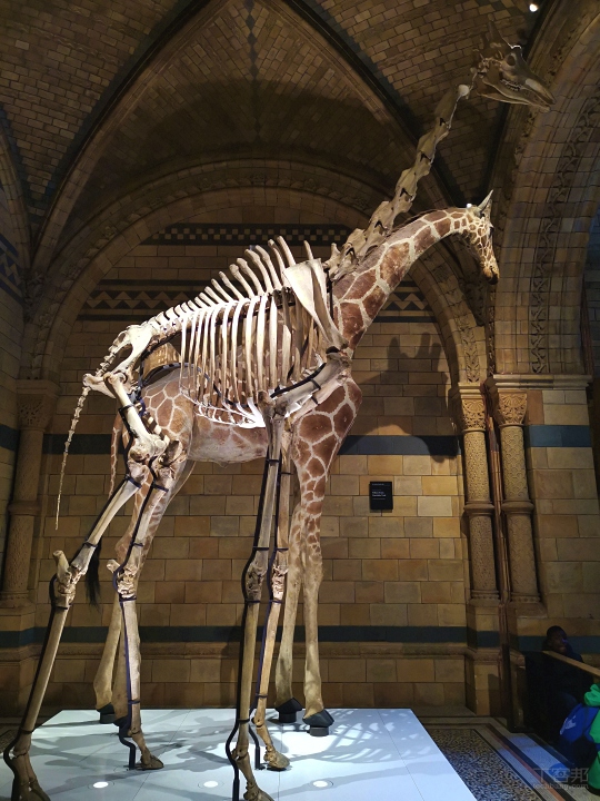 倫敦街頭實拍，HUAWEI Mate 20 Pro 矩陣式排列三鏡頭之超廣角、長焦鏡頭使用心得分享