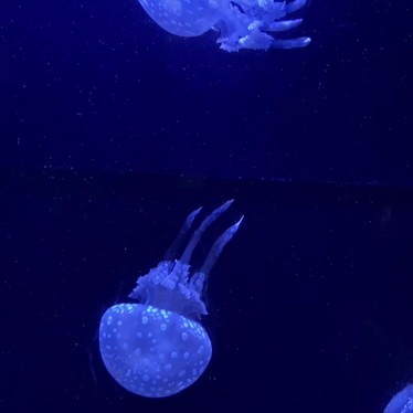 yumyum13さんが投稿した石川水族館 / アクアリウムのお店沖縄美ら海水族館/おきなわちゅらうみすいぞくかんの写真