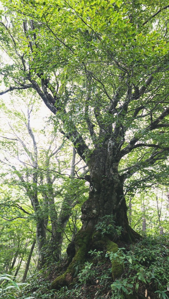 無料占い『🧚coillteの"秘密の占い小屋🔮🛖”』のオープンチャット