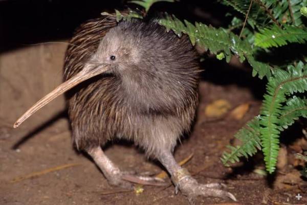 Download 560 Koleksi Gambar Fauna Kiwi  HD