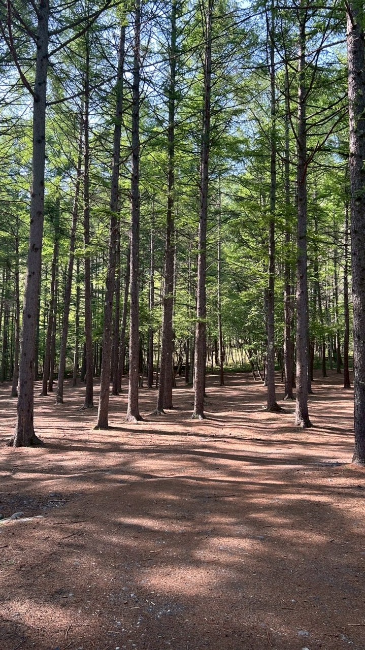 🌲わんダフルフェス北軽井沢 宿泊者限定🐾