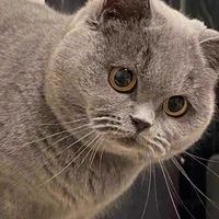 高雄戀愛腦無藥可救之職業玩高雄