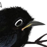 【🐦工作】開團｜公告區
