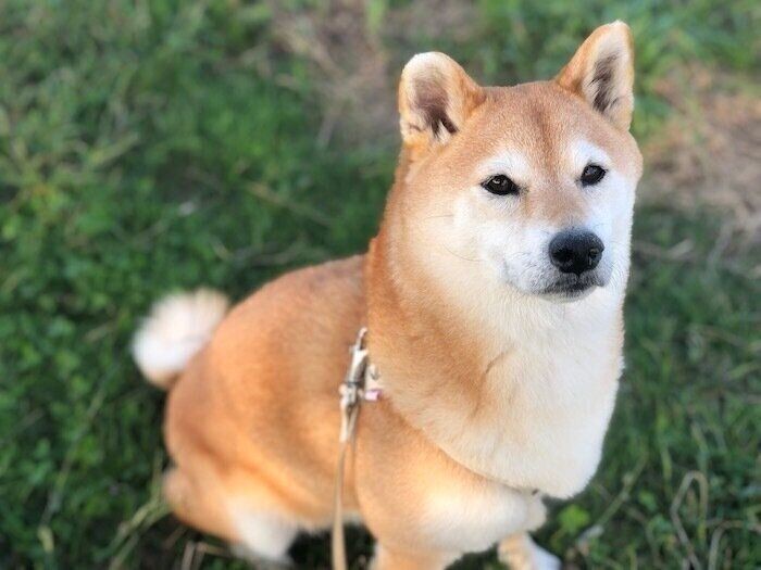 病気以外にも原因が 犬がごはんを食べなくなるワケ