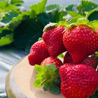 小原野共玩農場-🍓🌽🍸🍦農產社群