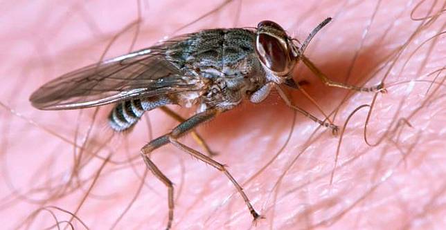 實用生活須知 5種在夏天可能會咬你的蒼蠅 Wacow Media Line Today