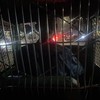 折恋 ： 檻の中で自由気ままに