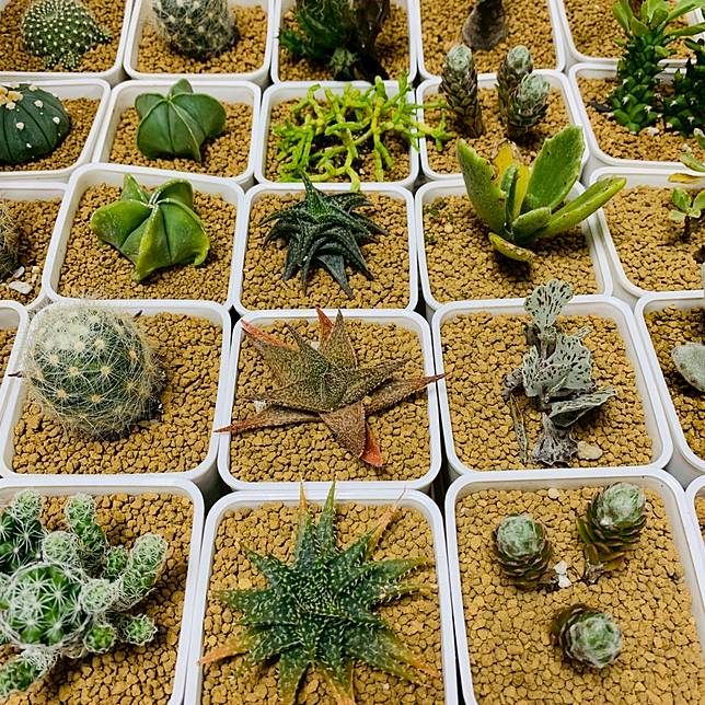 免費送多肉植物百貨仙肉市集11 28起登場 勁報 Line Today