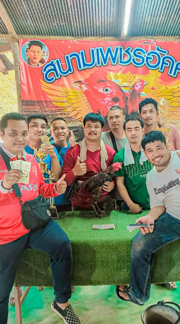 บีบี ฟาร์ม พม่าเบอร์เเข้ง ไก่ชนรากหญ้า