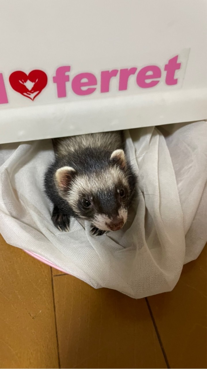 フェレちゃん大集合