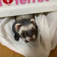 フェレちゃん大集合