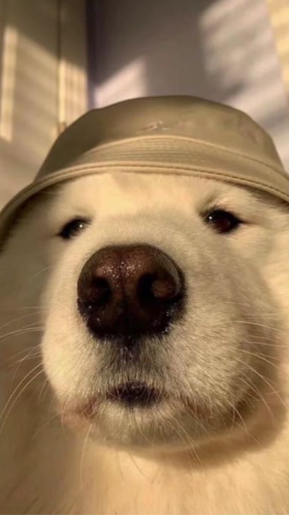 狗都不愛你👊🏻🐶👊🏻