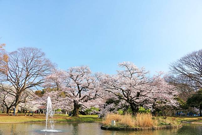 2019東京六大賞櫻名所網美網帥拍照打卡必訪 點子生活 Line Today