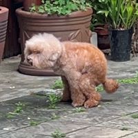 立拓寵物_寵物烏托邦