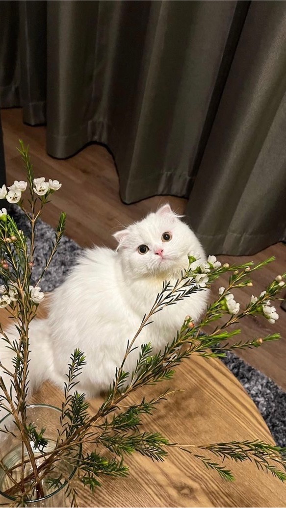 ตระกูลจ๋ม 🐱