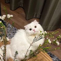 ตระกูลจ๋ม 🐱