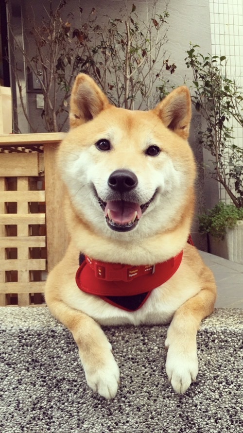 MLS我媽媽是購物狂