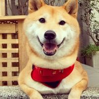 MLS我媽媽是購物狂