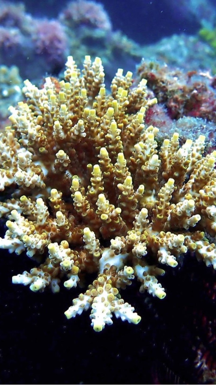 寶島海水魚軟體硬骨欣賞交流