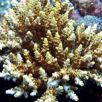 寶島海水魚軟體硬骨欣賞交流