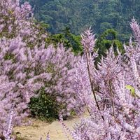 京湛旅遊團