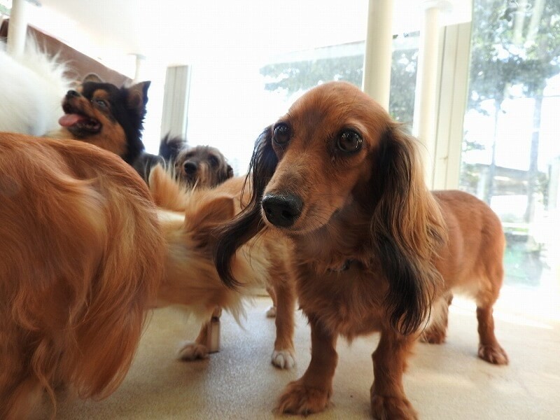 関東近郊の犬とふれあえる施設8選 動物園 テーマパーク併設も