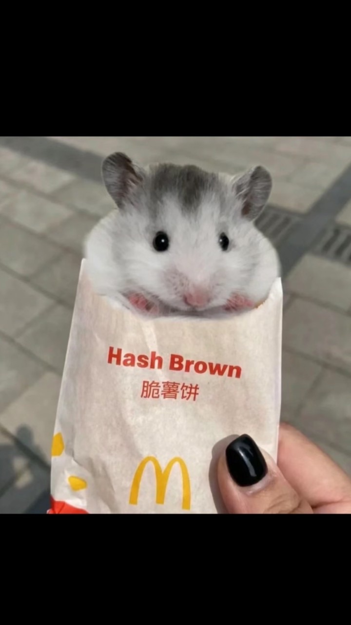 鼠崽崽們ㄉ預購專區💗