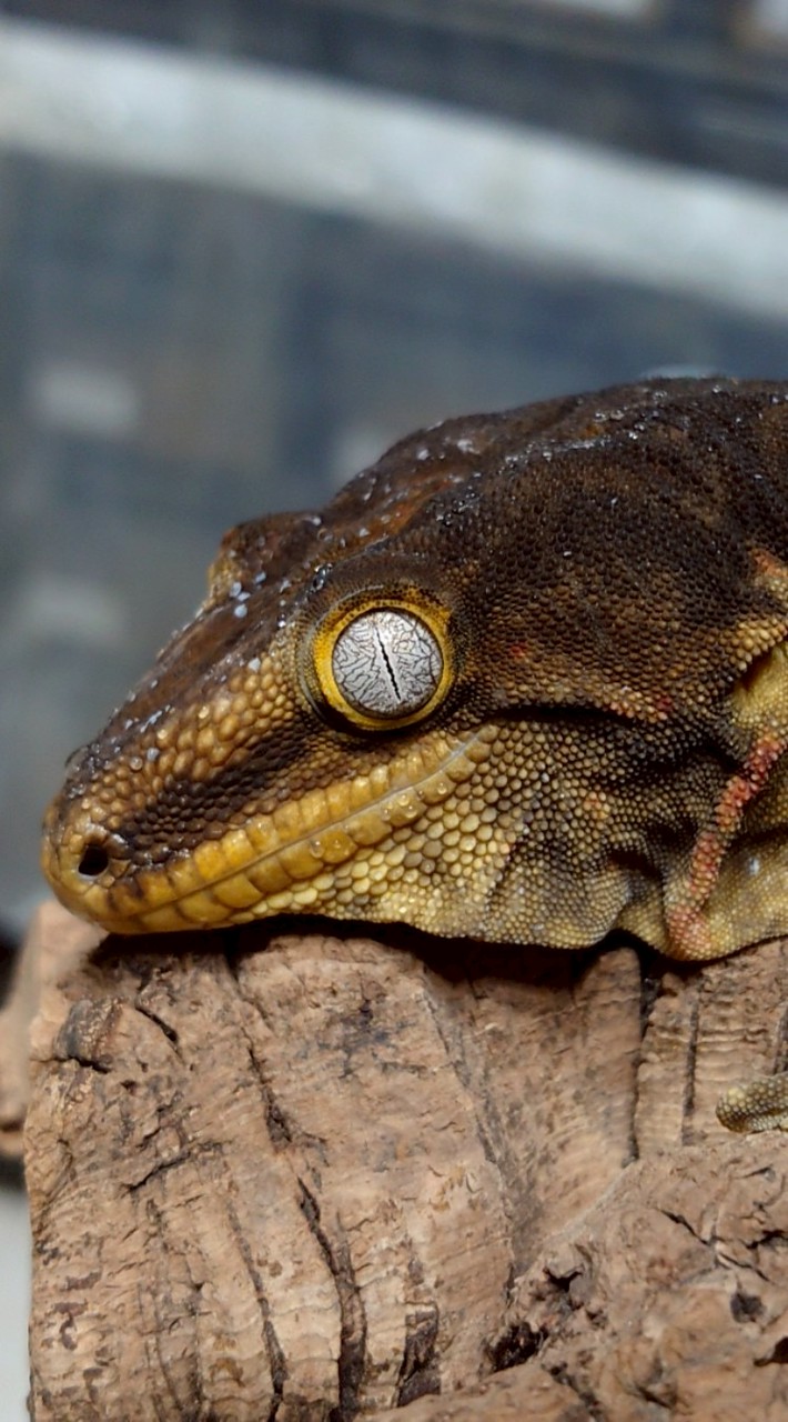 Aaron Han Reptiles