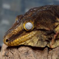 Aaron Han Reptiles