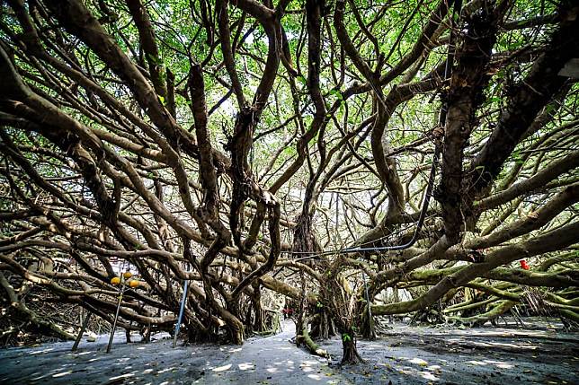 ▲彰化竹塘九龍大榕公。(圖/IG ＠teng.photo）