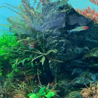水草レイアウト