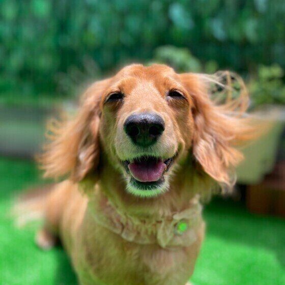 意外だけど実は 飼い主さん大好き な犬のしぐさ