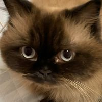 マラヤんファミリーのバイナリー
