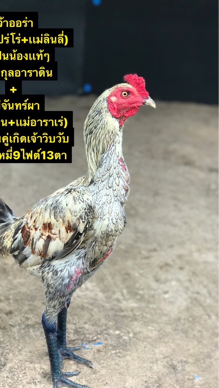 🐔🐔 แชมป์เปี้ยน  ฟาร์ม 🐔🐔