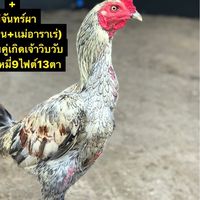 🐔🐔 แชมป์เปี้ยน  ฟาร์ม 🐔🐔