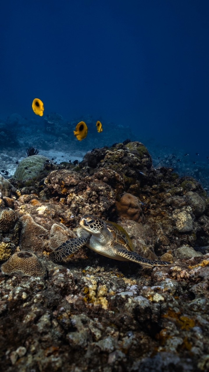 臥海水攝討論處