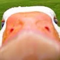 鵝鵝鵝鵝🪿