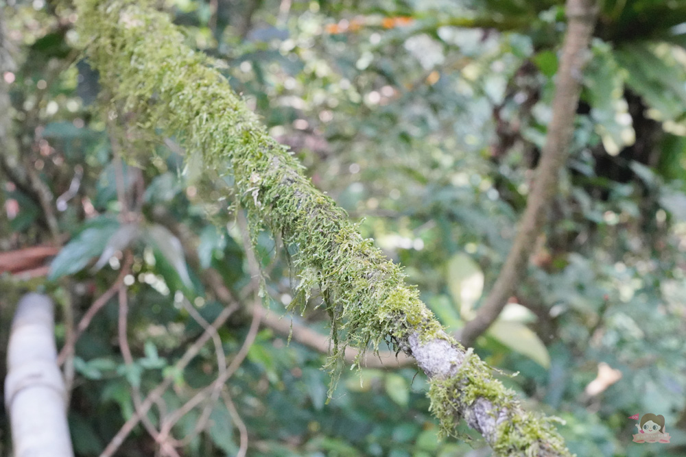 宜蘭.礁溪 臺灣的抹茶冰淇淋山，網美級小百岳仙境，挑戰聖母山莊步道，順收五峰旗瀑布