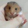 หนูน้อยแฮมเตอร์