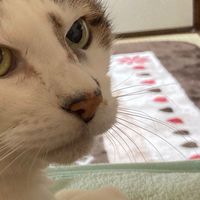 クトゥルフ神話TRPGがやりたいです←