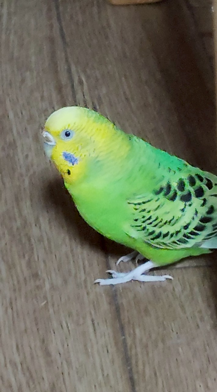 セキセイインコとインコが好きな方集まれ!