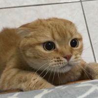 9420寵愛一生