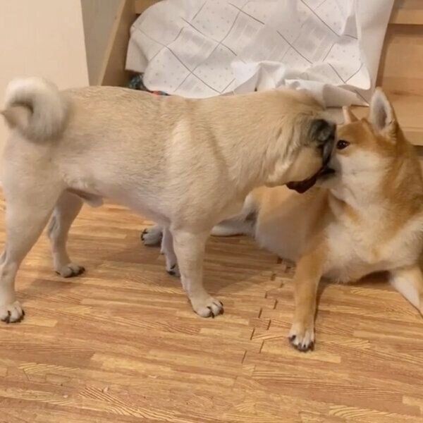 柴犬に怒られたパグ シュンとして飼い主にくっつく姿が