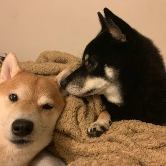 犬の散歩で安易に 伸びるリード を使うと危険が 本当の使い方とは