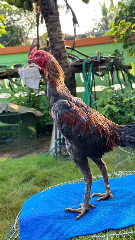 ซุ้ม หนุ่มชายเขาฟาร์ม